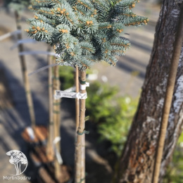 Ель колючая Глаука Глобоза на штамбе