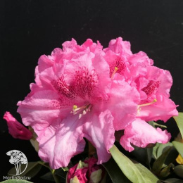 Рододендрон Вильямса Клаудиус