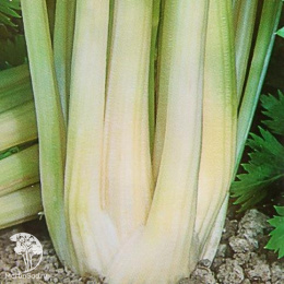 Сельдерей черешковый Королевский