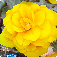 Бегония Желтый фонтан F1 клубневая, серия Русский богатырь 