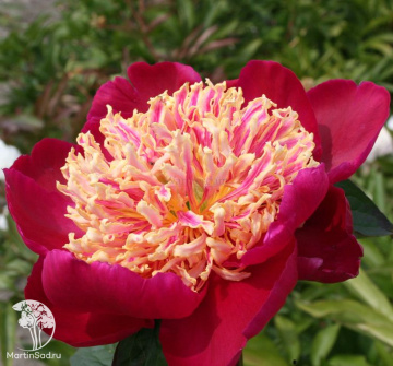 Фото Пион молочноцветковый Сворд Данс