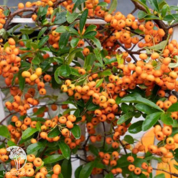 Пираканта Санни Стар