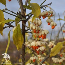 Бересклет европейский Альба на штамбе