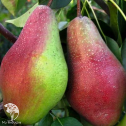 Груша гибрид Белорусская поздняя с грушей Яковлевская