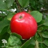 Яблоня домашняя Малиновка фото 1 