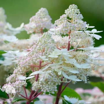 Фото Гортензия метельчатая Эрли Гарри