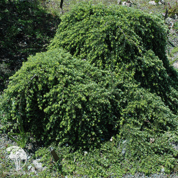  Тсуга западная Торсенс Випинг