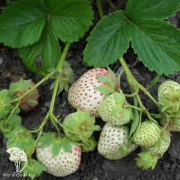 Земляника Анабланка