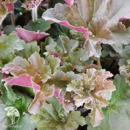 Гейхера Каппучино