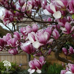 Магнолия суланжа Рустика Рубра