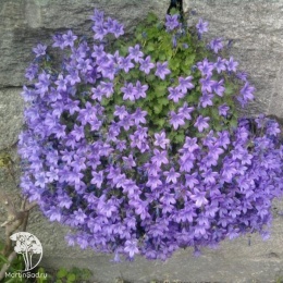 Campanula poscharskyana Колокольчик Пожарского
