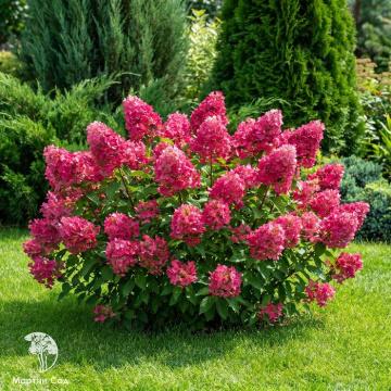Фото Гортензия метельчатая Эрли Сенсейшн
