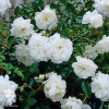 Роза полиантовая Вайт Фейри фото 1 