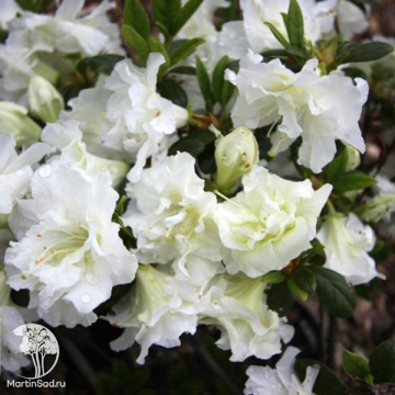 Фото Азалия японская Эйспринцессин