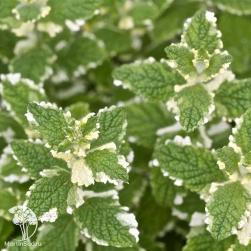 Фото Мята Пинедо