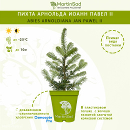 Пихта Арнольда Иоанн Павел II