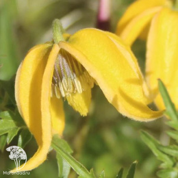 Клематис тангутский Кащка (Катя)