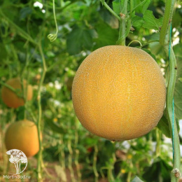 Дыня Злато Скифов F1 