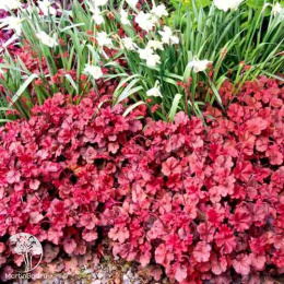 Сверхвыгодный микс! Гейхера Руби Беллз + Гейхера Геркулес + Гейхера Черри Кола