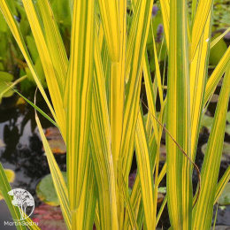 Тростник южный Вариегатус