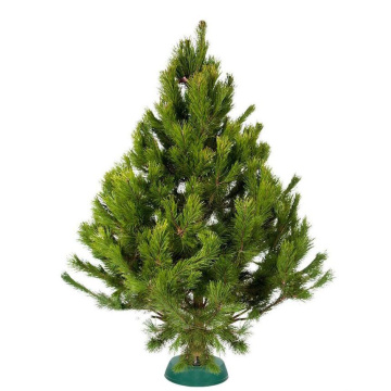 Фото Сосна русская срезанная PREMIUM