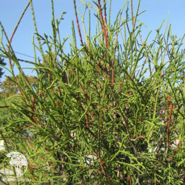 Фото Туя западная Олендорфи