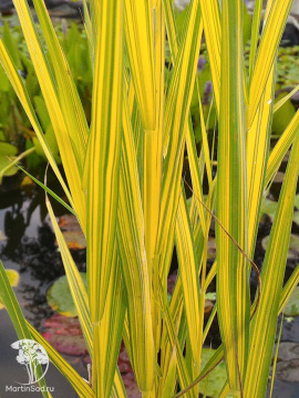 Фото Тростник южный Вариегатус