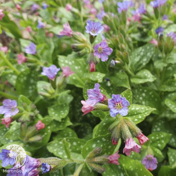 Фото Медуница сахарная