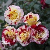 Роза флорибунда Камиль Писсаро фото 1 
