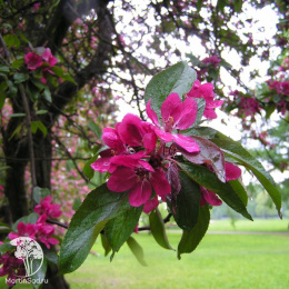  Яблоня Недзвецкого