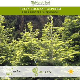 Пихта высокая Шервуди в контейнере