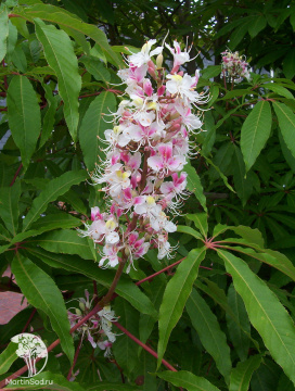 Фото Каштан конский индийский Сидней Пирс