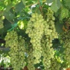 Виноград Лакемонт фото 1 