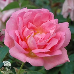 Роза канадская парковая Мари Викторин (кустовая роза)