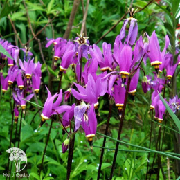 Додекатеон обыкновенный