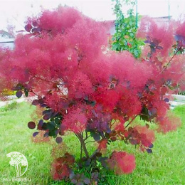 Скумпия кожевенная Смоки Джо