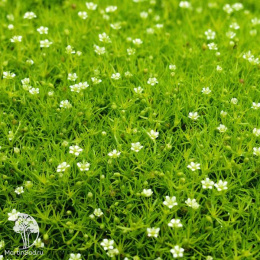 Мшанка шиловидная