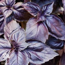 Базилик Пурпурный