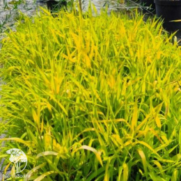 Фалярис тростникововидный Пур Голд