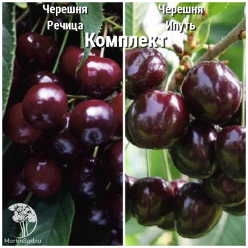Фото Сверхвыгодный комплект! Черешня Речица + опылитель черешня Ипуть