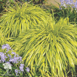 Хаконехлоа большая Ауреола