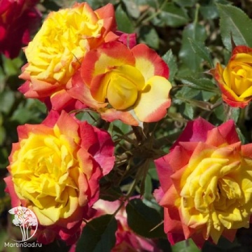 Фото Rosa (M) 'Miniature Tricolor ' Роза миниатюрная Триколор (С-20, 4-5 лет, П/Т8/А/10)
