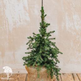 Ель Литл Нордик