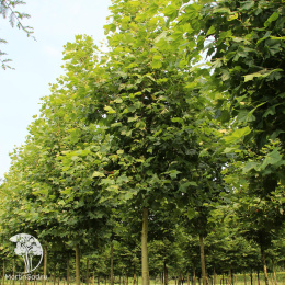  Платан испанский Малбург