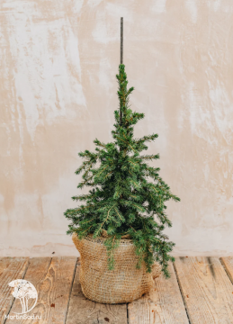 Фото Ель Литл Нордик