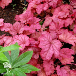 Гейхера Берри Смузи