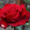 Роза чайно-гибридная Ингрид Бергман фото 2 