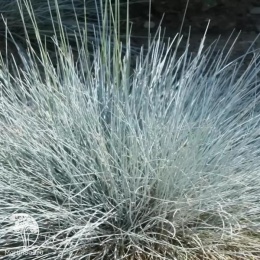 Festuca cinerea Uchte Овсяница сизая Ачт