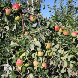 Сверхвыгодный комплект! Яблоня Антоновка + опылитель яблоня Уэлси