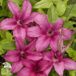 Клематис крупноцветковый Барбара